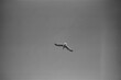 © Irina Ozhigova/Stocksy - A solitary bird glides gracefully across a clear sky on a sunny day