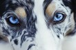 © Ева Поликарпова - A close-up shot of a dog's face with piercing blue eyes