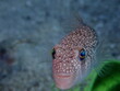 © Lutfi Tanriover/Stocksy - puffer fish close up lagocephalus sceleratus underwater
