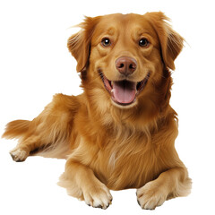 Wall Mural - Happy golden retriever relaxing indoors