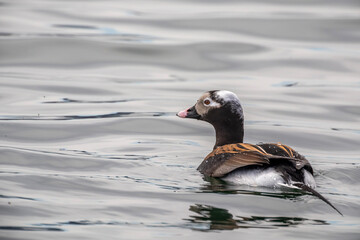 long tailed duck swimming on water