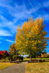 Wall Mural - a tree with yellow leaves is in a park with a bench and a path
