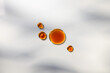 © Momento Estudio/Stocksy - Oil Droplets