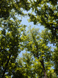 © Rachel Schmidt/Stocksy - View looking up at leafy tree branches and blue sky