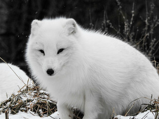 fluffly arctic fox on a frosty winter day