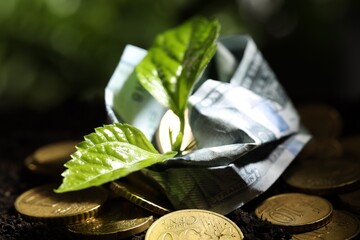 Wall Mural - Money growth concept. Coins, dollar banknote and sprout in soil, closeup