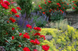 © Serena Burroughs/Stocksy - close up of rose, succulent rock plant and salvia in a garden at dusk