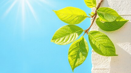 Poster - Fresh Green Leaves Against Clear Blue Sky with Bright Sunlight and White Wall Background