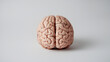 © dang - Close-up of a detailed human brain model with natural wrinkles and fading colors, representing the aging process, placed on a clean white background with ample space for text. Concept of neuroscience,