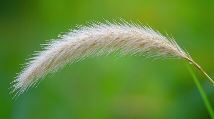 Aufkleber - Close-up of a single, delicate, white, fluffy grass seed head against a blurred green background.