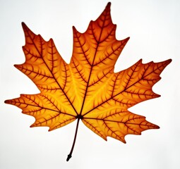isolated autumn maple leaf. vivid orange hues. detailed leaf veins. natural colors. perfect for seas