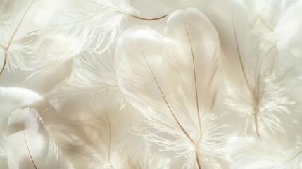Poster - Soft, delicate white feathers arranged in an overlapping pattern, creating a light and airy texture.