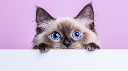 Wall Mural - Adorable fluffy kitten with bright blue eyes peeking over white sign against pink background.