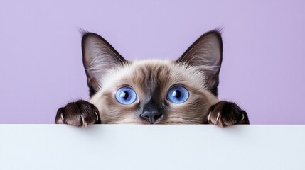 Poster - Cute cat with bright blue eyes peeking over a white surface against a lilac background.