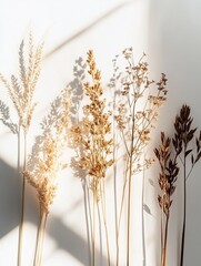 Poster - Dried plants with shadows on white background.