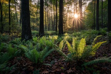 Aufkleber - Sun rays illuminate ferns in a lush forest at sunrise.