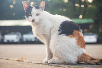 Thai cat sitting on the ground in the park, Thailand.