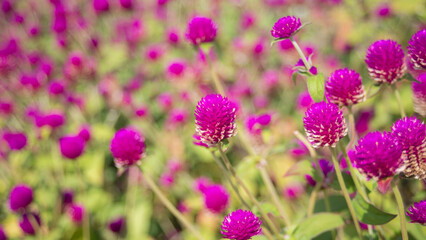 Sticker - Globe amaranth or Gomphrena globosa flower