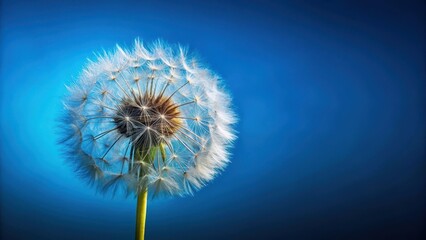 Wall Mural - detailed description of dandelion on blue background, plant life, bloom,  plant life, bloom