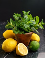 Wall Mural - Fresh mint in a terracotta pot with lemons and limes.