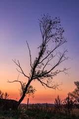 Wall Mural - a tree is silhouetted against a beautiful sunset
