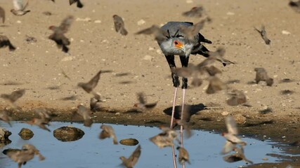 Wall Mural - a secretary bird (sagittarius serpentarius) drinking water, kalahari desert, south africa