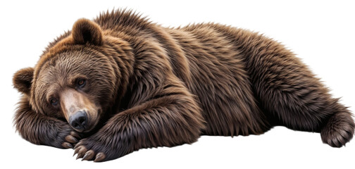 brown bear resting on white background