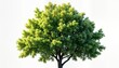 © Pete - European ash tree with fresh green leaves. Foliage fills top view. Isolated image on white background. Ideal for nature projects eco-friendly design plans. Nature tree model for architect landscape