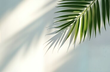 Poster - Indoor studio shot. Palm leaf casts shadows on light background. Natural light creates minimalist aesthetic. Tropical foliage design. Abstract pattern of shadows. Empty space for product