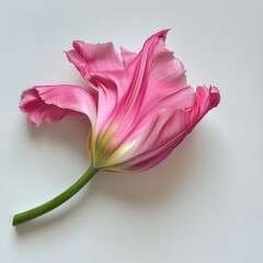 Poster - Vibrant pink tulip with soft green stem resting on a white background, showcasing natural beauty and elegance