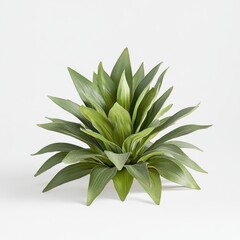 Poster - Fresh pineapple crown with vibrant green spiky leaves on a clean white background showcasing its tropical beauty