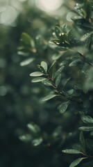 Poster - Moody olive green and smoky gray bokeh dots create an earthy aesthetic in a lush garden setting