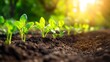 © Dai - A healthy garden with rows of fresh, green vegetables growing in rich soil, emphasizing sustainable living and the rewards of outdoor gardening