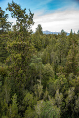 Wall Mural - Views of the rimu native forest from the Hokotika Tree Walk Park