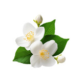 White jasmine flower with green leaf on transparent background