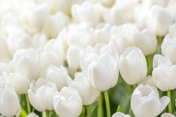 Aufkleber - Serene White Tulips in Bloom A Tranquil Spring Meadow