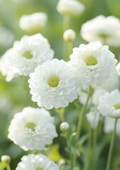 Poster - Sunlit White Daisies in Bloom Soft Focus Spring