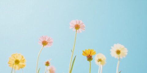 Poster - Vibrant Spring Wildflowers Blooming Under Clear Blue Sky