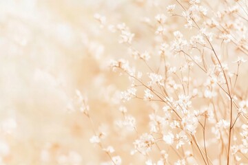 Poster - Soft Sunlight on Delicate White Blossoms in Springtime