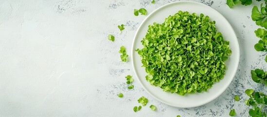 Poster - Top view of fresh green lettuce leaves on a white plate with a clean background ideal for culinary or health-related projects