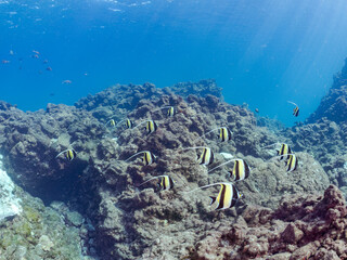 美しいツノダシ（ツノダシ科）の群れ他。
英名学名：Moorish Idol (Zanclus cornutus)
静岡県伊豆半島賀茂郡南伊豆町中木ヒリゾ浜2024年
