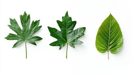 Wall Mural - Three vibrant green leaves isolated on white background. (5)