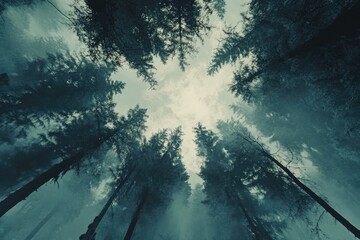 Poster - Tall Trees in Forest Landscape