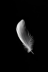 Poster - This elegant white feather floats in isolation against a black background, showcasing its delicate texture and artistic beauty for minimalist and modern designs.