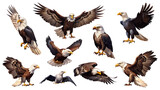 set collection of eagle birds in diffrent positions and views isolated on white background PNG.AI GENERATED