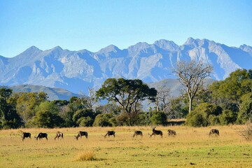 Wall Mural - A picturesque scene of a blesbok herd grazing on an open plain with a mountain range in the background