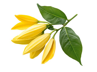 Wall Mural - Ylang-ylang flower isolated