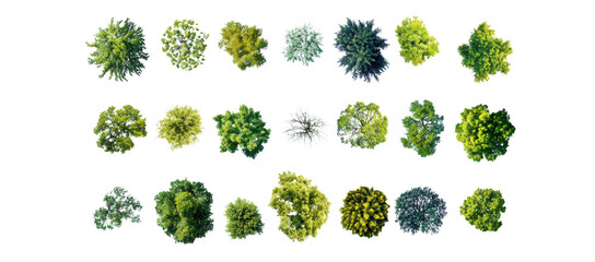collection of diverse green trees on white backdrop showcases various foliage shapes and textures, highlighting nature variety and beauty