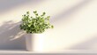 © NASIRUN77 - Green plant in white pot on white background.