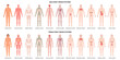 © Sensvector - Male and female bodies organ systems. Vector integumentary and skeletal, muscular and nervous, endocrine and cardiovascular, lymphatic and immune, respiratory and digestive, urinary and reproductive